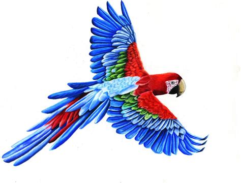 Macaw art, Parrot drawing, Parrot flying