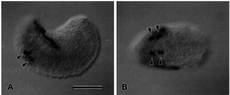 Histochemical Localization Of Alp Activity In Tubifex Embryos Lateral Download Scientific