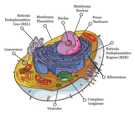 Complexo De Golgi O Que Defini O Estrutura E Fun Es