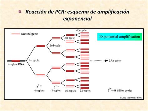 Ppt Explicación De Tp Nº 3 Reacción En Cadena De La Polimerasa Pcr