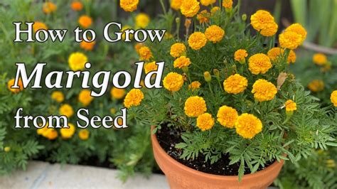 How To Grow Marigold From Seed To Flower In Borders And In Containers