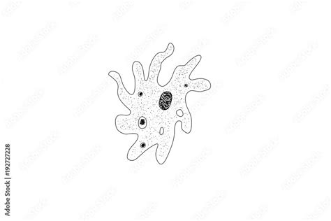 Drawing Of An Amoeba A Single Cell Organism Vector Illustration Stock Vector Adobe Stock