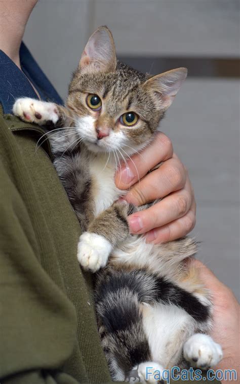 Urgent: Nashville Craigslist Pet Listings You Can't Miss! (Limited Time!) Image 8