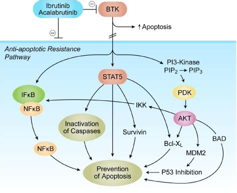 Ibrutinib Mechanism Of Action