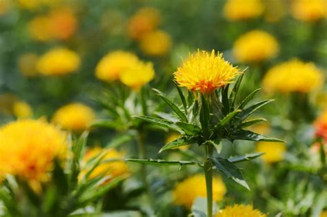 紅花｜写真ダウンロード｜やまがたへの旅 山形県の公式観光・旅行情報サイト