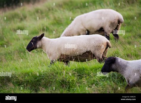 A Small Flock Of Sheep Walk And Graze On A Hillside Devon Uk Stock