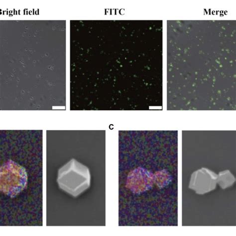 A The Clsm Image Of Fitc Rnase A Zif 8 Nanoparticles Scale Bar 100 Download Scientific