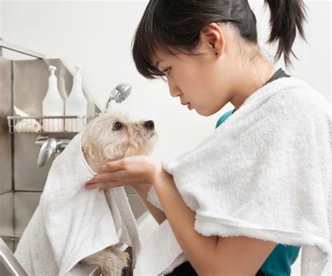 Benefits Of Regular Pet Grooming