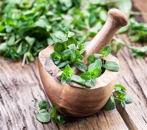 Ancient Greek Medicine Herbs