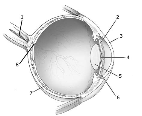 Eye To Label Diagram Quizlet