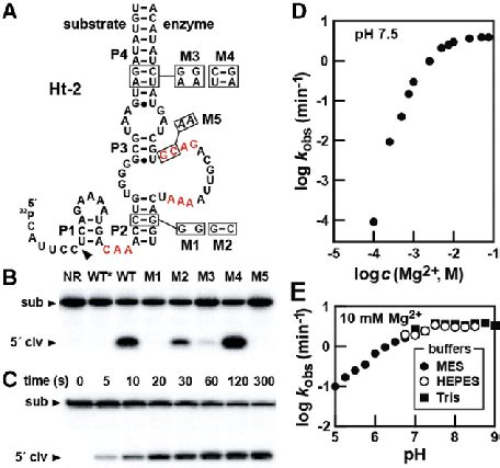 Structure And Activity Assays With Hatchet Construct Ht 2 A Sequence