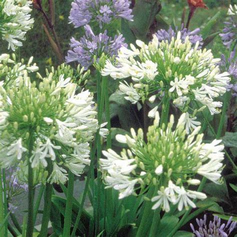 Agapanthe Africanus Ou Umbellatus Albus Grandes Ombelles Blanches