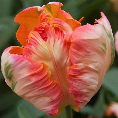 Tulip Apricot Parrot Parrot Parrot Tulips Bulb Flowers Tulips