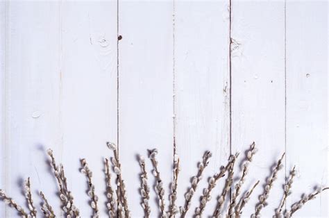 Premium Photo Branches Of The Pussy Willow On White Background