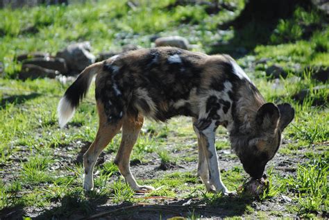 South African Wild Dog Zoochat