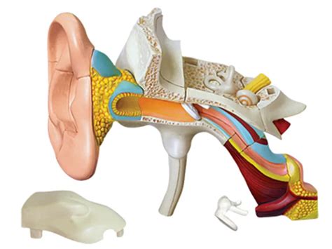 4d Nsan Kulak Anatomisi Modeli Iskelet T Bbi Retim Yard M Bulmaca