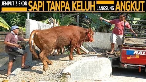 Pak Priyo Jemput 3 Ekor Bakalan Super Super Tanpa Keluh Langsung Kita