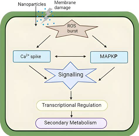 Diagrammatic Illustration Of Elicitation Of Secondary Metabolism