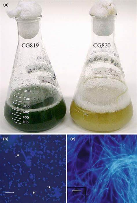 Submerged Conidiation In A Shake Flask Culture Of M Anisopliae Var