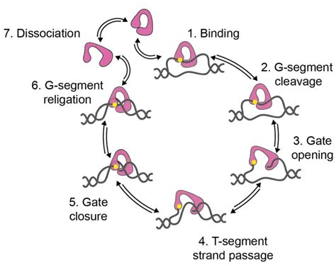 Topoisomerase - Definition, Structure, Types, Functions, Mechanism - Biology Notes Online