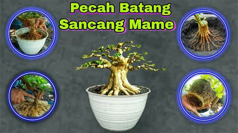 Proses Pecah Batang Bonsai Mame Sancang Youtube