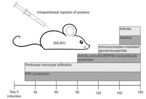 SLE Systemic Lupus Erythematosus Mouse Model BioMiceBiocytogen