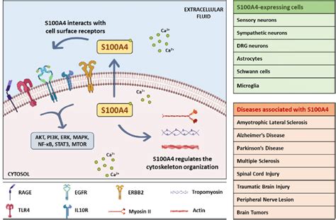 Schematic Illustration Of Intracellular And Extracellular Actions Of