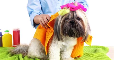 Dog Grooming Supplies 101: The Ultimate Buyers' Guide – Top Dog Tips