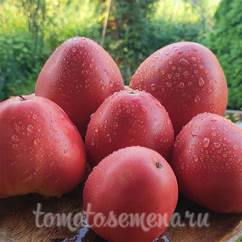 Баба Таня