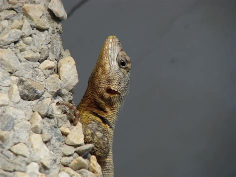 Descubren Especie De Lagartija En Per Y La Bautizan Como Bruce