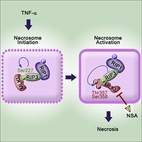 Mixed Lineage Kinase Domain Like Protein Mediates Necrosis Signaling