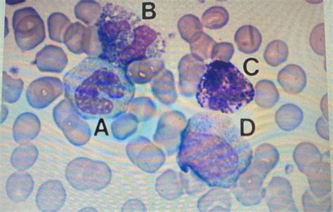 WBC Morphology Structure And Function Flashcards Quizlet