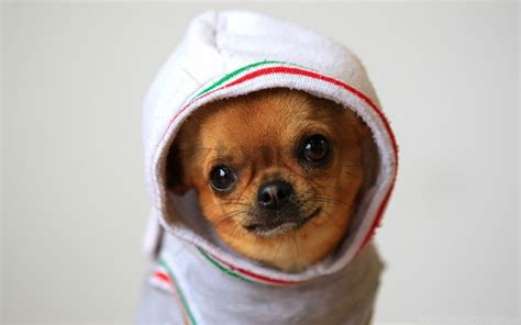 77+ Chihuahua Costumes For Dogs - l2sanpiero