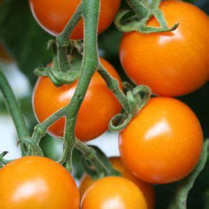 Semilla De Tomate Cereza Naranja Sungold F1 Tozer Seeds Ltd