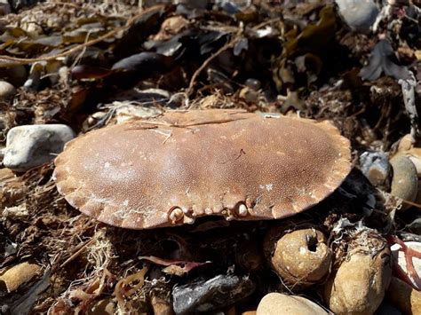 What can be found on the strandline #3 Crab shells | Sussex Wildlife Trust