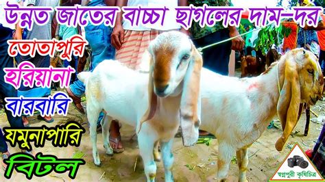 উন্নত জাতের বাচ্চা ছাগলের দর দাম।তোতাপুরিবারবারিবিটল হরিয়ানা