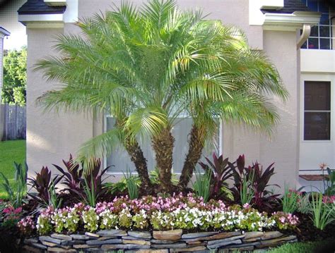 Related Image Palm Trees Landscaping Florida Landscaping Front Yard