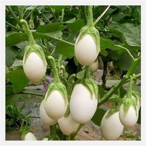 Eggplant White (Baingan) Seeds