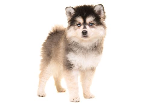 1 Pomsky Puppies For Sale In Florida