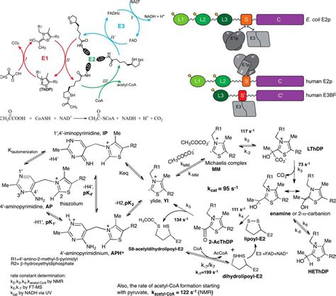 The Pyruvate Dehydrogenase Complexes Structure Based Function And Regulation Journal Of