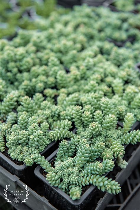 Sedum Dasyphyllum MAJOR Corsican Stonecrop Well Rooted Succulent