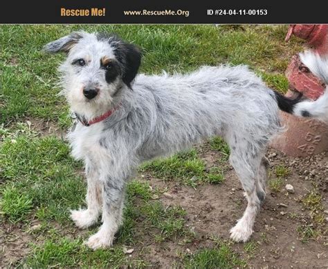 Adopt German Wirehaired Pointer Rescue Cambridge Oh