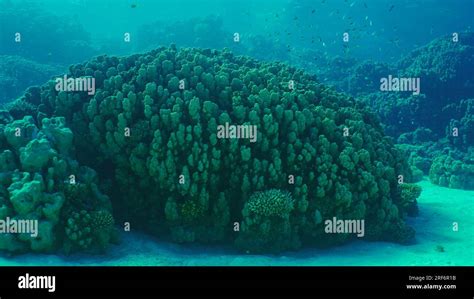 Hard Corals Colony Porites Tropical Fish Swim Above Top Of Coral Reef