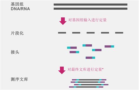 Illumina测序原理 Csdn博客