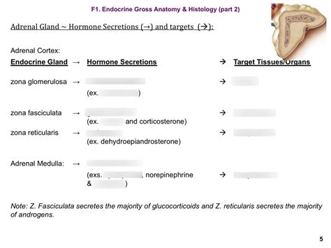 Adrenal Gland Secretion And Targets Diagram Quizlet