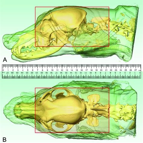 Localizing The Boundaries Of The Head Block Based On The Ct Scans