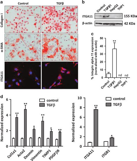 Increased ITGA11 Expression In Human Hepatic Stellate Cells Following