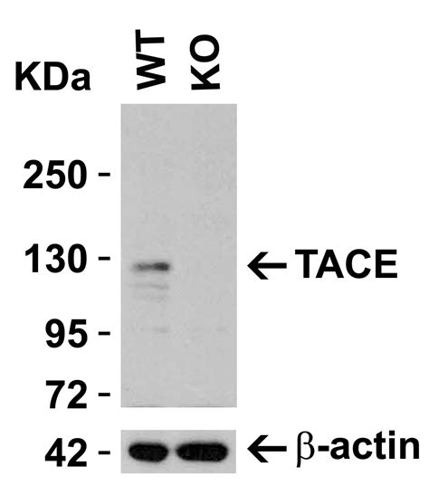 Anti TACE ADAM17 Antibody QED Bioscience Inc