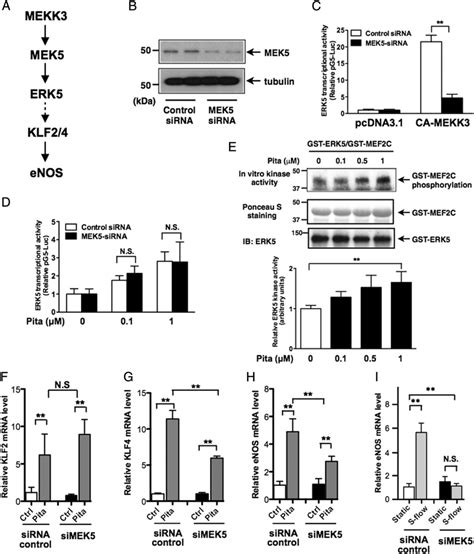 Pitavastatin Directly Activates Erk Kinase Activity And Induces Klf