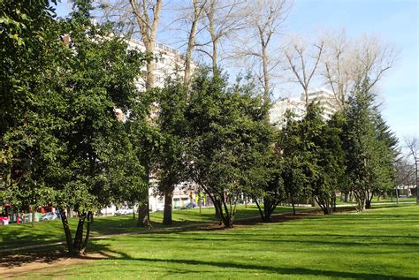 Paseos por la naturaleza Árboles de Gijón Parque Isabel la Católica